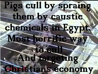 Pigs cull Egypt