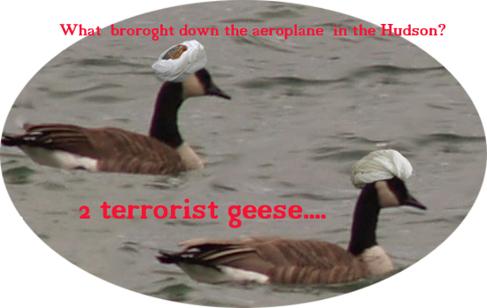 terrorist geese